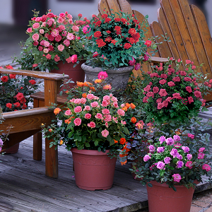 Rose Potted